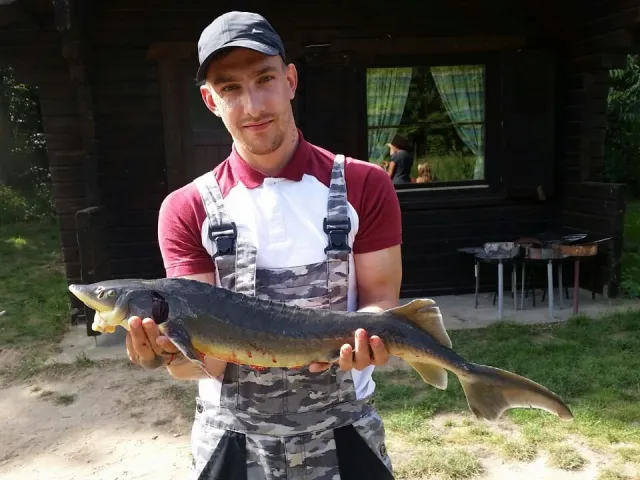 Stör