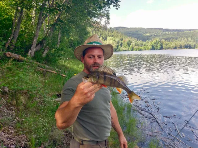 Flussbarsch
