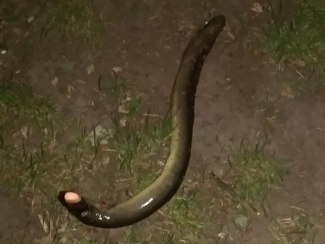Aal