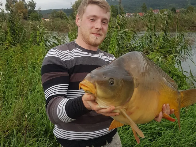 Karpfen