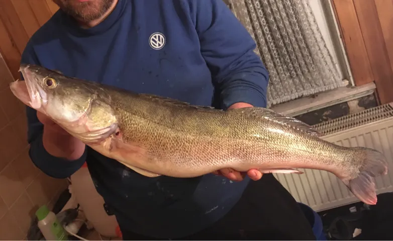 Zander