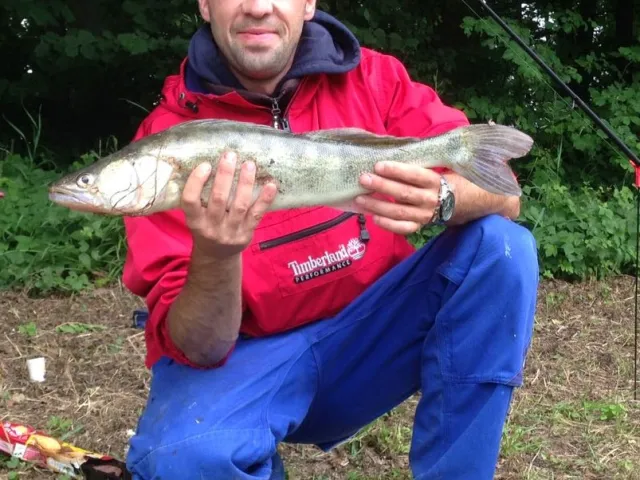 Zander
