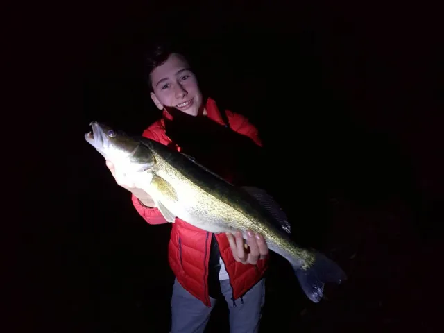 Zander