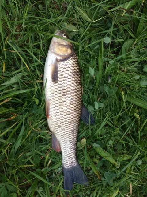 Döbel