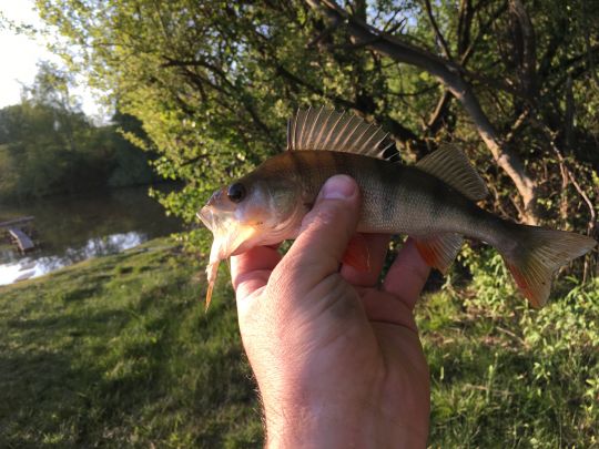 Flussbarsch