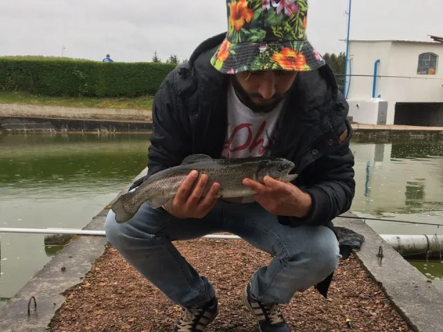 Regenbogenforelle