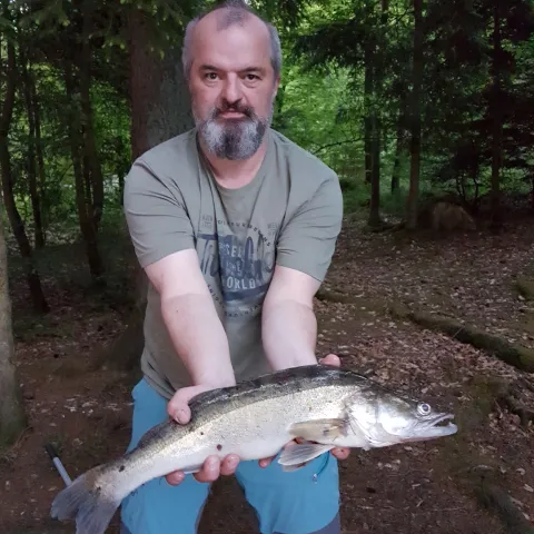 Zander