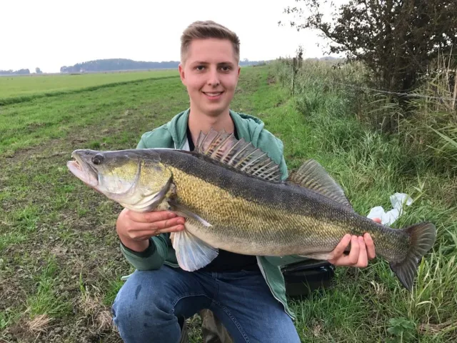 Zander