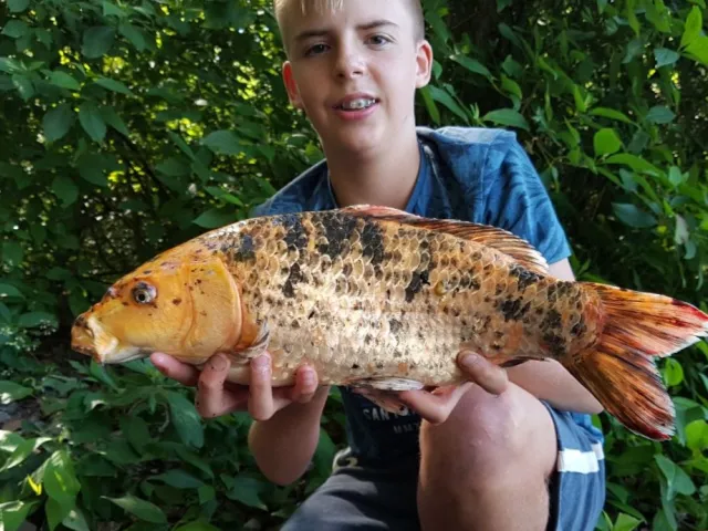 Karpfen