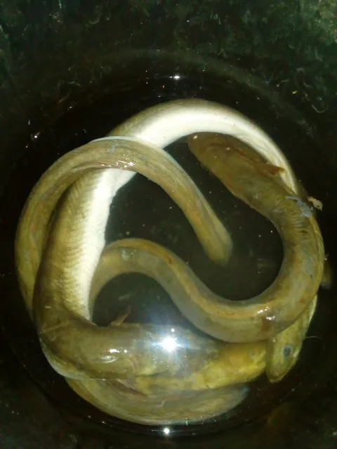 Aal