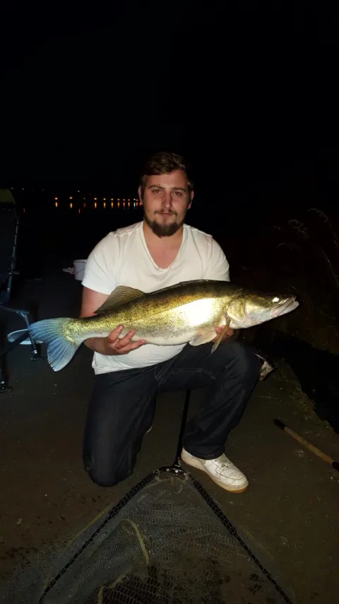 Zander