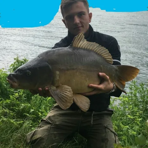 Karpfen