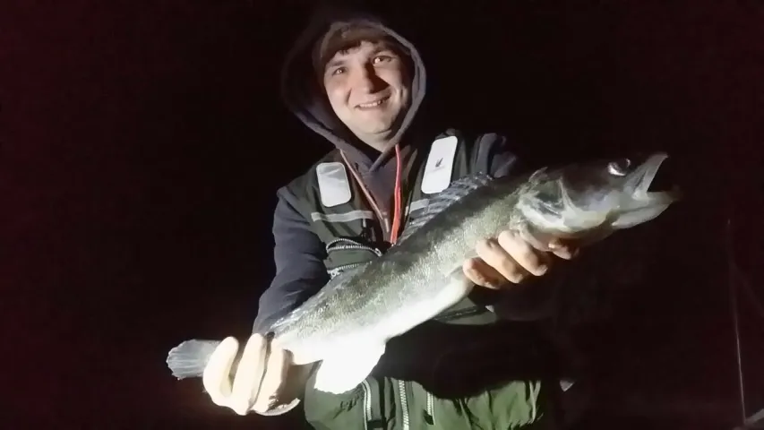 Zander