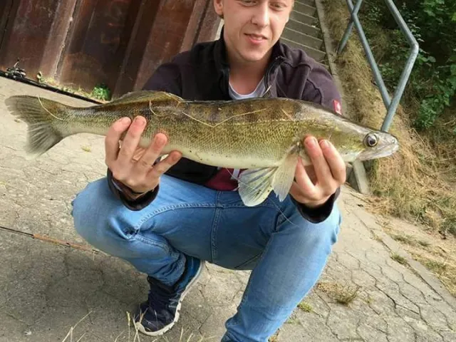 Zander