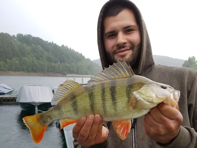 Flussbarsch