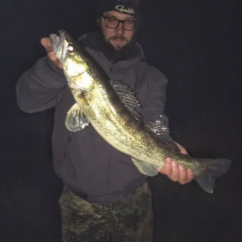 Zander