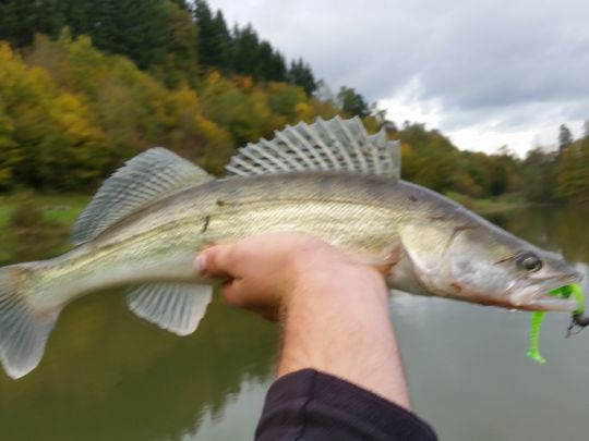 Zander