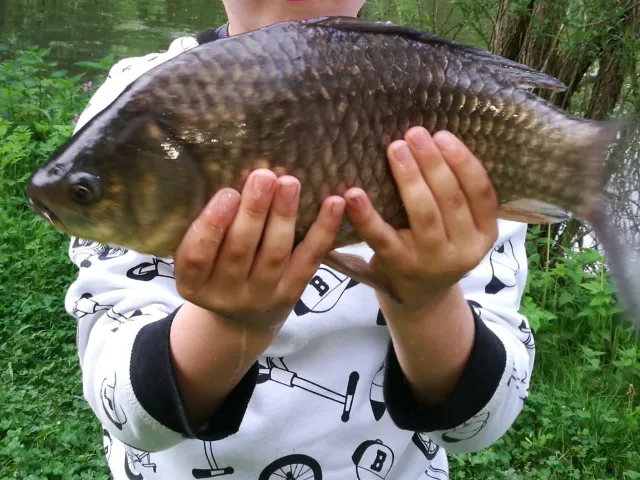 Karausche