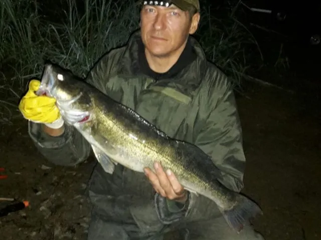 Zander