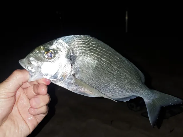 Dorade