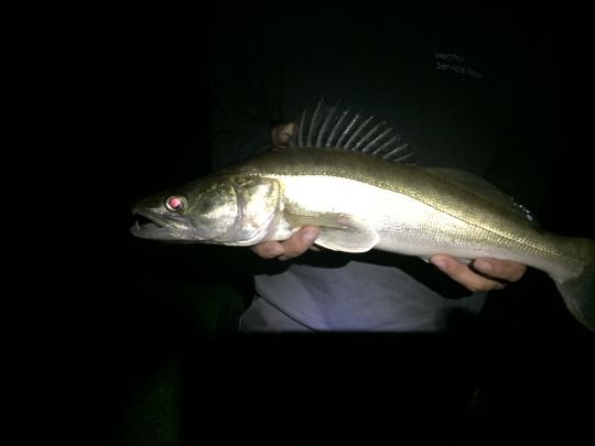 Zander