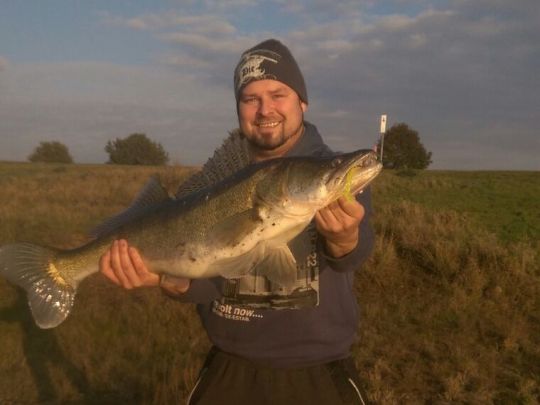 Zander