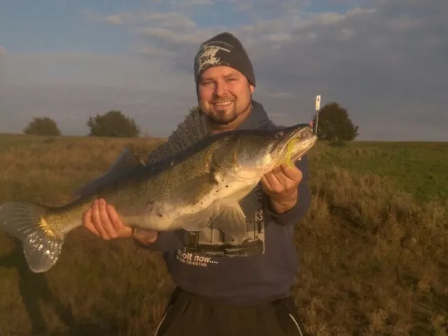 Zander