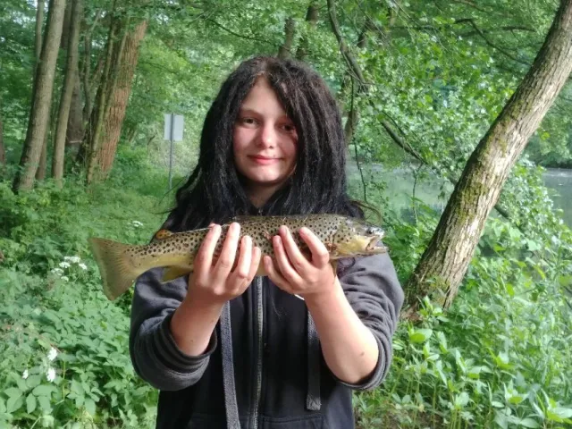 Bachforelle