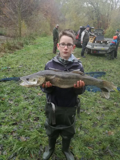 Zander