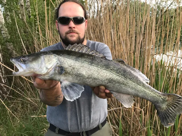 Zander