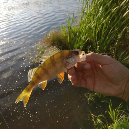 Flussbarsch
