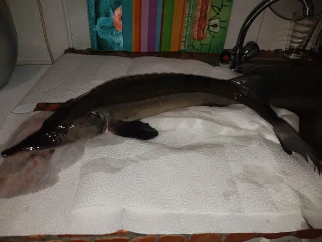 Stör