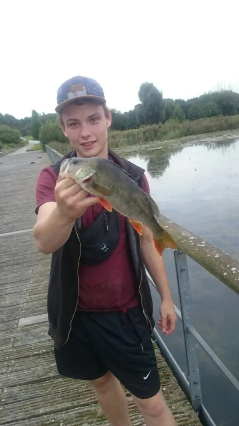 Flussbarsch