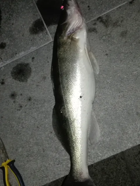 Zander