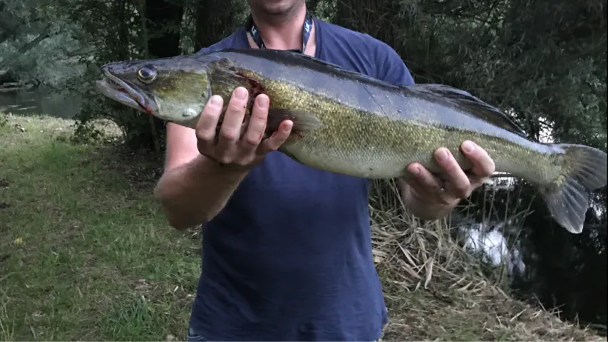 Zander