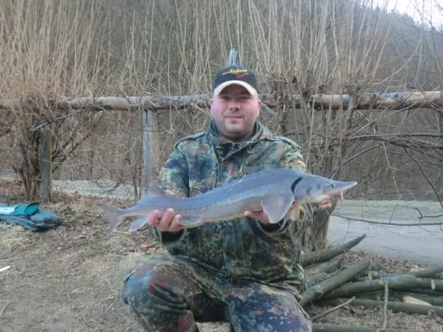 Stör