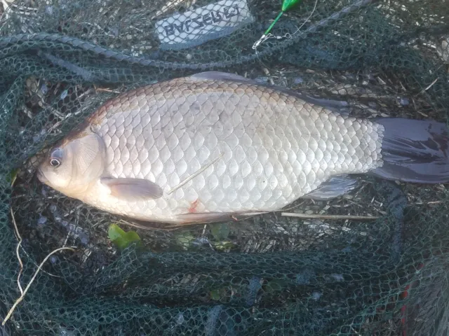 Giebel