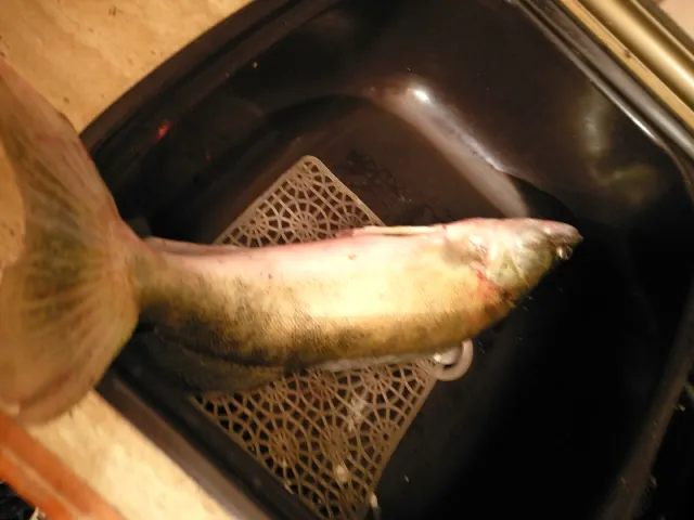 Zander