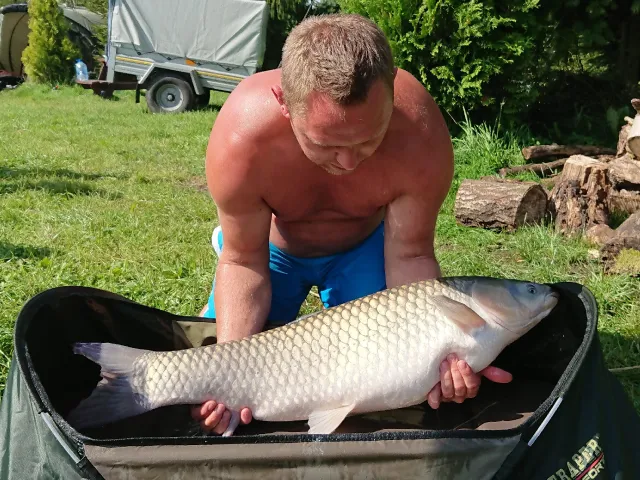 Graskarpfen
