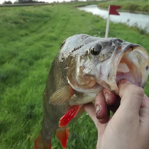 Flussbarsch