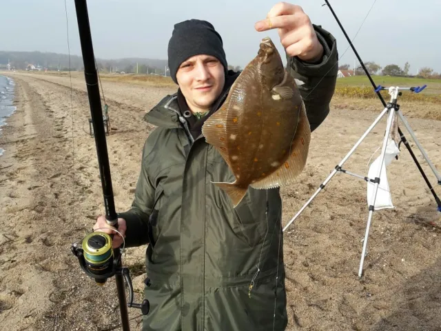 Scholle