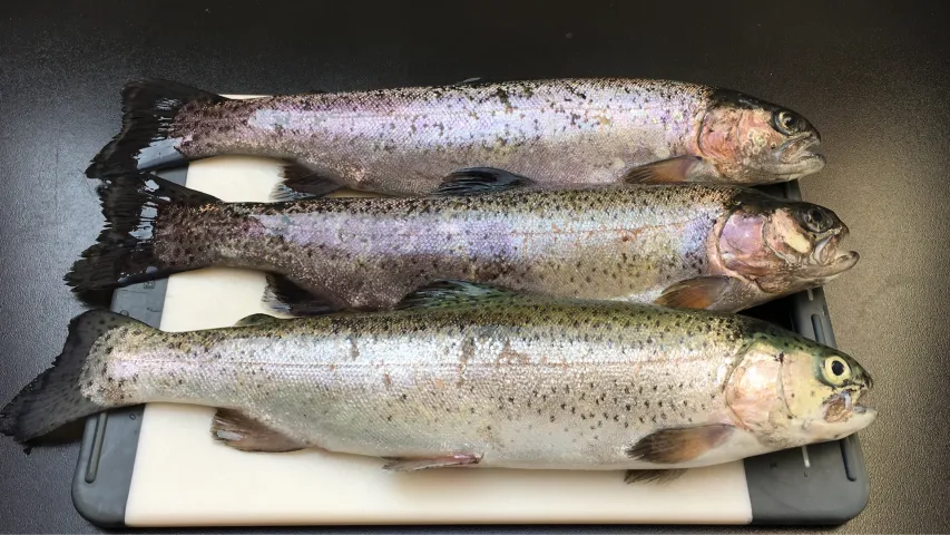 Regenbogenforelle