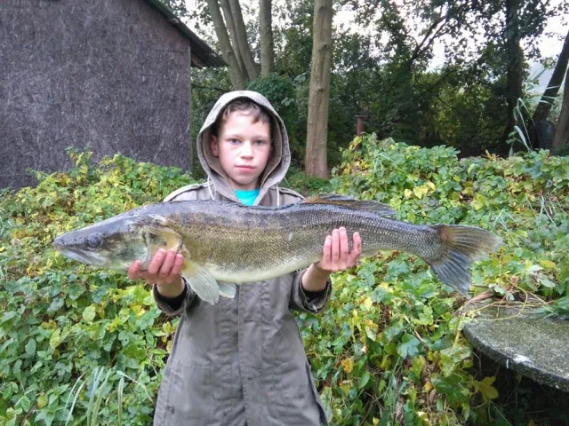 Zander