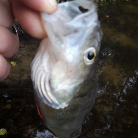 Flussbarsch
