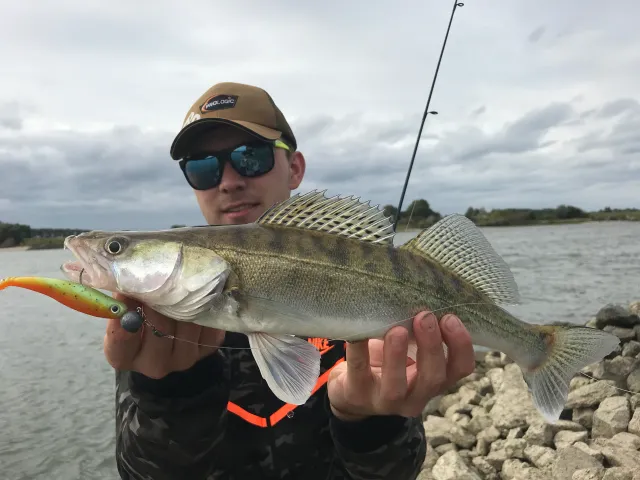 Zander