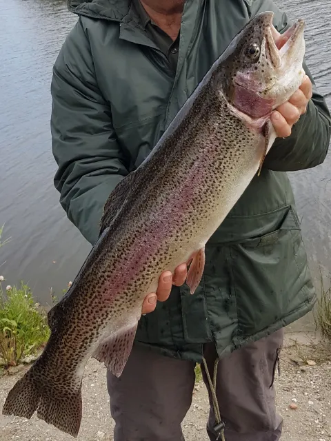 Regenbogenforelle