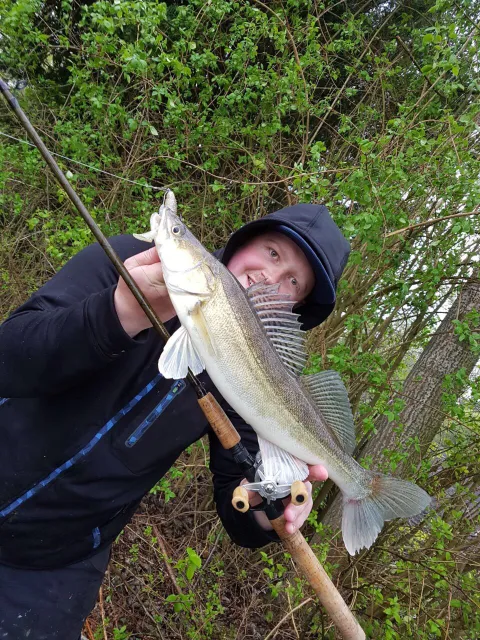 Zander