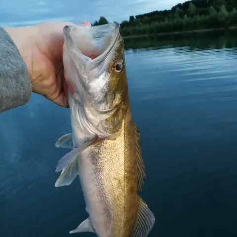 Zander