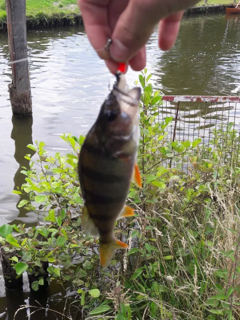 Flussbarsch
