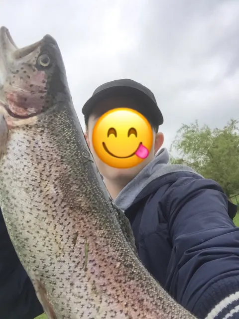 Regenbogenforelle